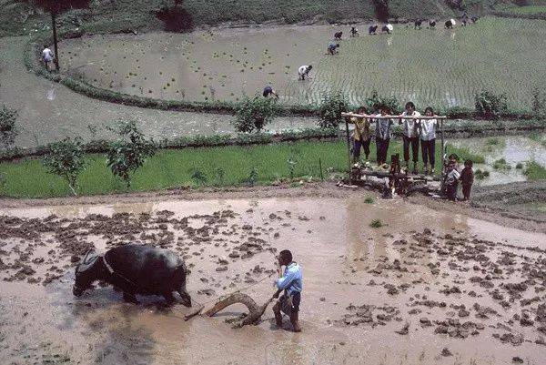 1982年生的王招娣